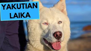 Yakutian Laika Dog Breed  Facts and Information [upl. by Seko]