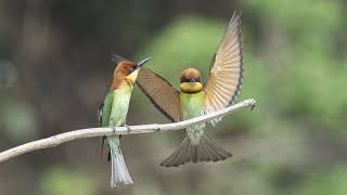 Bee eater birds  Chestnut headed bee eater  Blue tailed bee eater  Green bee eater  Bird [upl. by Adnalor]