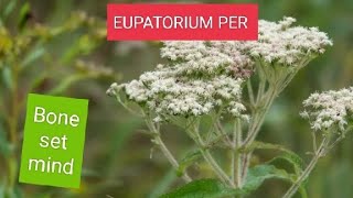 EUPATORIUM PERFOLATIUM BONESETDENGUE COVID MALARIA BONEPAIN PROSTRATION OF MIND [upl. by Alfie]