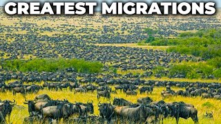 Greatest Animal Migrations Of The World  Travel Video [upl. by Arocet]