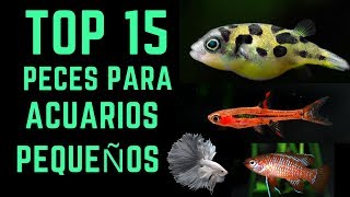 TOP 15 Peces para acuarios pequeños  10L  40L [upl. by Ais]