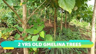 REVISITING THE 2 YEARS OLD GMELINA TREES  StarSchedarTV [upl. by Trilbee573]