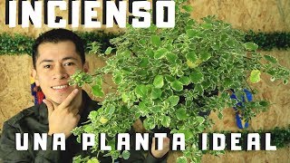 CONOCE LA PLANTA INCIENSO  CUIDADOS  REPRODUCCION [upl. by Rorke]