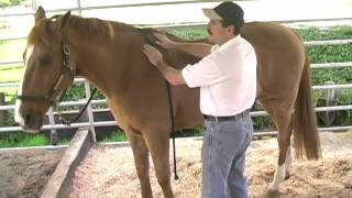 Equine Massage Using the Bladder Meridian to Relieve Tension and Stress in your Horse [upl. by Annig]