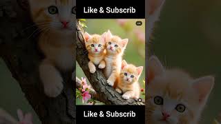 Cute cat 🥰 toddlersongs kidsberry poem catvideos cats cat animals viralshort [upl. by Suoinuj983]