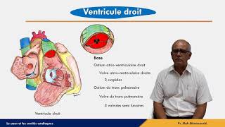 Le cœur  Ventricule droit [upl. by Newel]