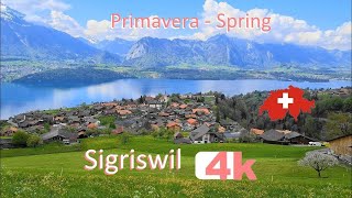 🇨🇭 SWITZERLAND SIGRISWIL PART 5 INTERLAKEN Walking Tour beautiful villages SUIZA 4k 🇨🇭 [upl. by Cilurzo]