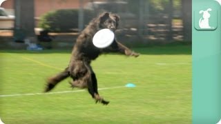 Dogs At Play  Frisbee Afternoon [upl. by Siesser784]