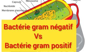 La defference entre la bactérie gram positif et la bactérie gram négatif [upl. by Aleta266]