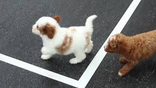 Miniature Goldendoodle Puppies for Sale [upl. by Leverick]