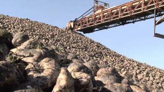 Special Episode Sugar Beet Harvest  Americas Heartland [upl. by Nefets]