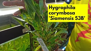 Hygrophila corymbosa Siamensis 53B  Ενυδρειακά φυτά 101 [upl. by Alia250]