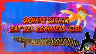 Ornate Bichir Eat Red Commend Gold Fish  Bichir Attacks  What is the most aggressive bichir [upl. by Jasmine644]