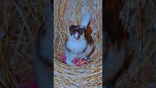 Gouldian finch breeding and chicks care [upl. by Aisac718]