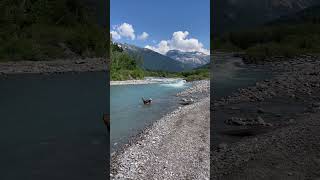 Shikoku dog in mountain river French Alps shikoku dog paysage chien doglife petlover [upl. by Sudnac]