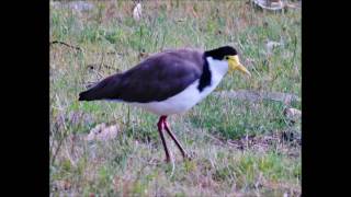 Masked Lapwing Plover bird call and mating [upl. by Walton]