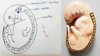 Somites  Embryology  Viva Voce of Anatomy [upl. by Duong]