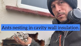 Wet Cavity Wall Insulation and ants causing Damp [upl. by Tammany967]