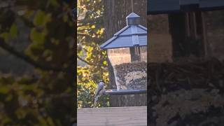 Chickadees quick visits to the feeder [upl. by Arianie]