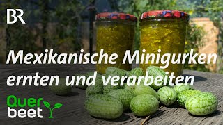 Mexikanische Minigurken mit Rezept  Tipps von Sabrina [upl. by Eiro]