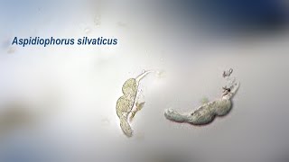 Aspidiophorus silvaticus [upl. by Audres143]