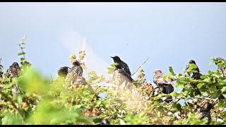 Insect flies free after starling regurgitates it [upl. by Ayikal]