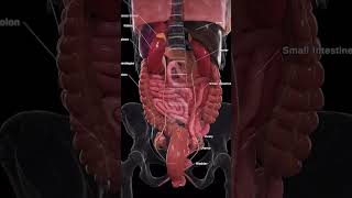 Posterior view of organs neet usmlestep anatomy 3danimation [upl. by Arekahs]