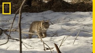 Bobcat Kitten Hunting Lesson  Americas National Parks [upl. by Herold]