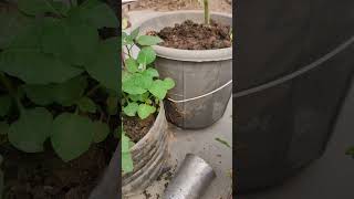 Removing night shade plant from My GardenA StepbyStep Guide short ytshorts viral shorts [upl. by Nerhtak966]