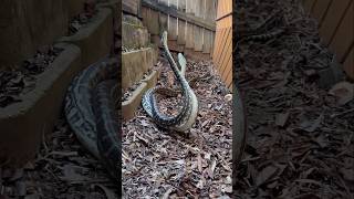 More Coastal Carpet Pythons fighting These 2 came from a property in Palmwoods snakesofinstagram [upl. by Neehar]