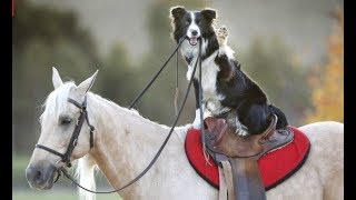 Best Of Awesome Border Collies [upl. by Ycrad]