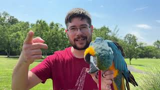 Parrot Harness Safety Tips – Taking a Bird for a Walk [upl. by Sands]