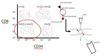 USMLE Step 1 Flow Cytometry [upl. by Chenay]