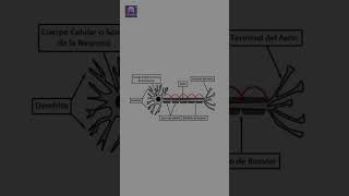 Axón Cómo Transmite Impulsos en tu Cerebro 🧠 [upl. by Wallace]