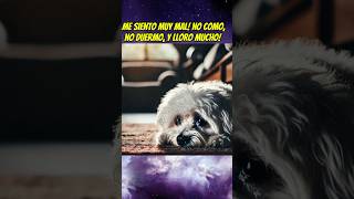 El perrito que quería ir de vacaciones 🥲💔 perrunos babyanimal shortsviral mascotas babypet [upl. by Cinamod577]