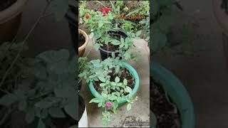 How to use Epsom Salt to make roses bloom  How to use Epsom salt for rose plants rubagarden [upl. by Areyk]