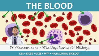 Haematology  Red Blood Cells [upl. by Tigram]