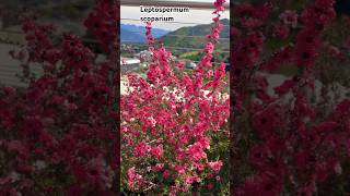 Leptospermum scoparium shortsvideo plantas jardin flores [upl. by Morocco]