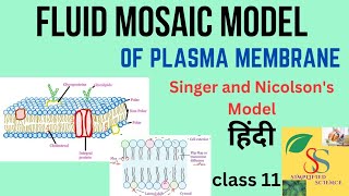 Fluid mosaic Model of Plasma membrane Singer and Nicolsons Model  class 11in Hindi [upl. by Ardelis]