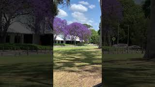 Jacaranda australiantravel Is [upl. by Sheena116]