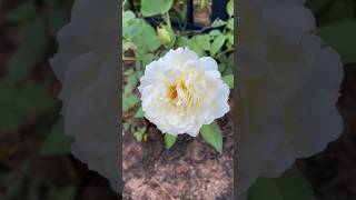 Bolero rose blooming  planted this year  roseflower whiterose rose roseplant roseplantgrowth [upl. by Notslar499]