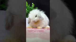 lop eared rabbit pet rabbit rabbit 3 [upl. by Madelina]