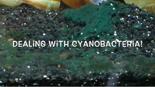 Dealing with Cyanobacteria [upl. by Nylyoj152]