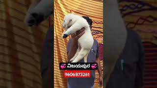 Show Quality Labrodar Puppies in Bagalkot ಬಾಗಲಕೋಟ labrodar puppy pets dog shorts trending [upl. by Raual483]