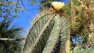 Astrophytum de 300 Años en España Conoce la ubicación y ven a visitarlocactusdesertcity cactus [upl. by Kcirb344]