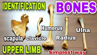 Upper limb bones ll identification ll side determination  anatomy of upper limb  bones [upl. by Nnaytsirk]