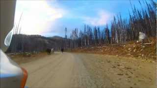 Herding Cattle with Motorcycles [upl. by Arbba]