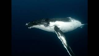 10 h  chant des baleines détente relaxation  bruit de la mer pour dormir rapidement se relaxer [upl. by Enihpesoj]