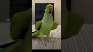 Ringneck parrot talking sound 😍🦜 parrotsinging talkingparrot cute parrot parrottalking [upl. by Nitsuj]