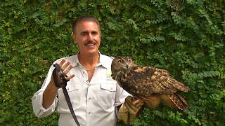 Zoocademy  Eurasian Eagle Owl  Zoo Miami [upl. by Nylirad237]